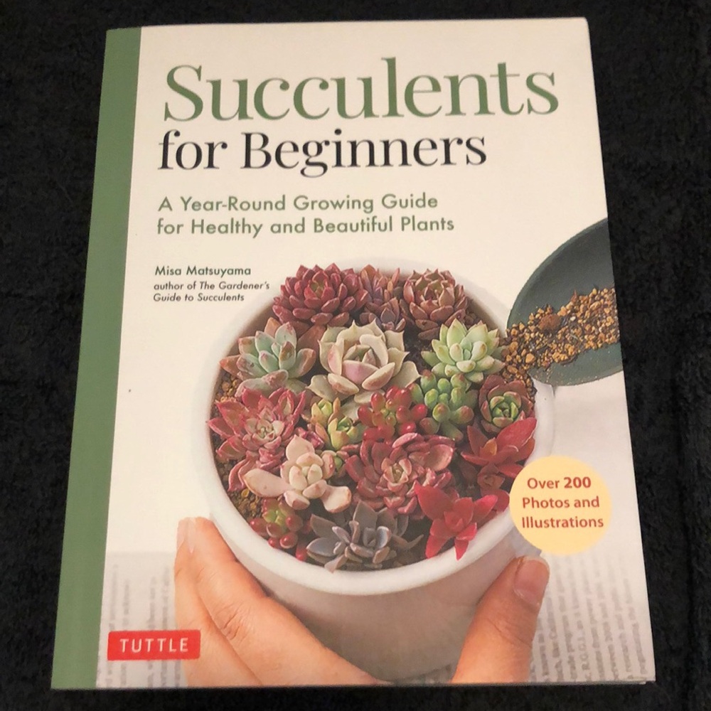 Succulents for Beginners